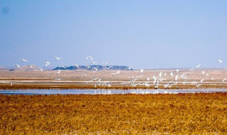 景泰白墩子湿地公园地址 接下来带大家了解一下
