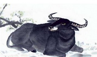 73年属牛人十月份的运 1973年属牛在2019年爱情婚姻运势