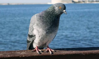 鸽子拉水便怎么治疗 具体操作方法总结