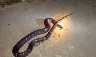 梦见蛇是什么预兆周公 梦见大蛇预示着什么