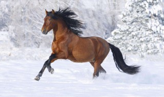 1978年属马的是什么命 1978年出生的命运