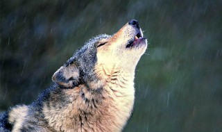 狼的精神经典语句 你能够做到吗