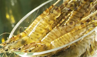 养基围虾有什么条件 养殖基围虾对环境有什么要求