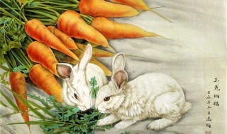 75年属兔女何时走大运 女命1975年属兔的人2019年运程