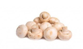 口蘑又叫什么 口蘑的主要产地