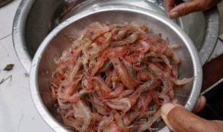 海钓饵料虾仁腌制方法 轻松制作鱼饵