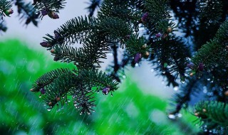 初冬的雨的句子 描写初冬雨的句子