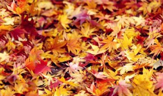 落叶飘零伤感诗句 秋天是个伤感的季节