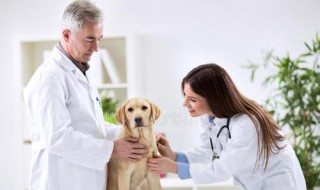 兽医类什么学校比较好 这四所学校实力最强