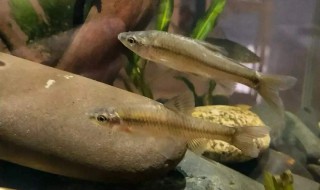 如何捕捉大量小麦穗鱼 捕捉小麦穗鱼的小妙招