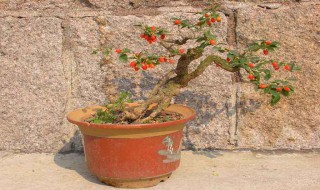 枸杞盆景制作方法 以及养护技巧