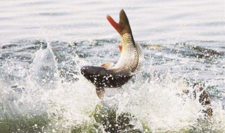 怎样钓鲫鱼 教你3招中鱼率提高一倍