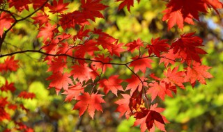 南方的秋天是怎样的 南方的秋天有什么特点