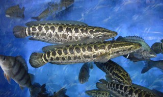 黑鱼用什么饵钓 黑鱼以什么为主食