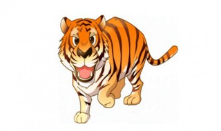 生肖虎的幸运数字 属虎的还不知道吗