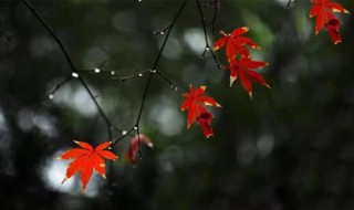 描写冬雨的句子简短 唯美的句子