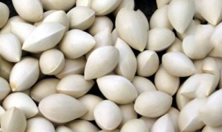 新鲜白果怎么清洗 这些需要注意