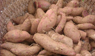 茶叶红薯怎样放不烂 正确的方法