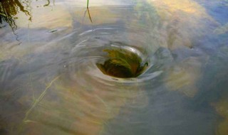 梦见大水 梦境的意思你知道吗