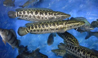 钓黑鱼的技巧 家里的黑鱼吃不完