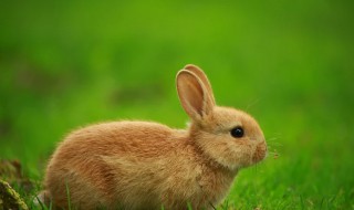 属兔男孩几月出生最好 这几个月最好