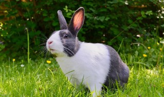 63年属兔的女人花心吗 属兔女人与不同属相结合的婚姻状况