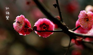 歌曲红梅赞原唱 老歌红梅赞原来是她唱的