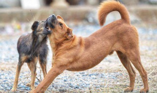 梦见被狗咬了是什么意思 带你一起去了解清楚