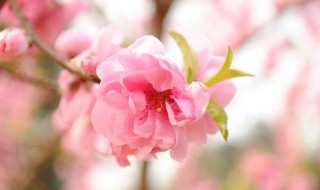 桃花诺歌词 一寸土一年木 一花一树一贪图