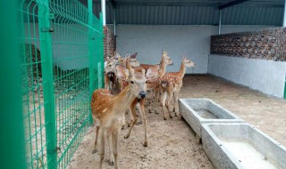 梅花鹿养殖成本和利润 市场价格利润分析情况