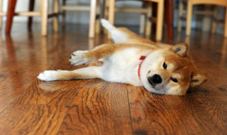 秋田犬是柴犬吗 通过诸多特征区分两种犬类