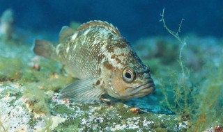 石斑鱼钓法 3个小妙招让你钓石斑鱼不难
