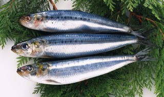 冬天钓青鱼怎么调漂 垂钓青鱼的四大调漂技巧