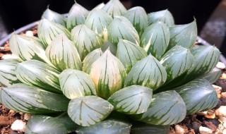 玉露哪种品种最好 培育多肉有讲究