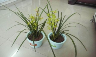 兰花和兰草是一种吗 兰花和兰草的区别