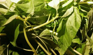麻叶的产地在哪个省份 关于麻叶的简介