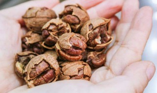 切割山核桃的工具 用工具轻松打开核桃