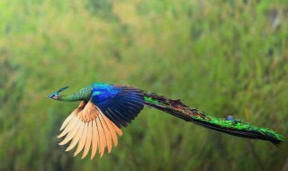 孔雀凤凰区别 赶紧来看看吧