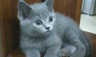 英短和美短的区别 你会傻傻分不清楚吗