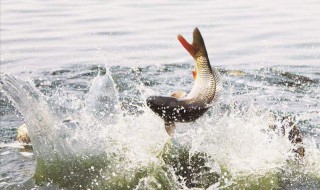 怎样才能钓到鱼 这里有答案