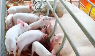 适合穷人养殖创业 农村未来5年养什么赚钱