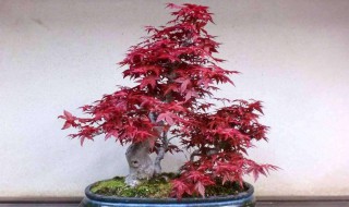 红枫养殖方法 要注意这几点