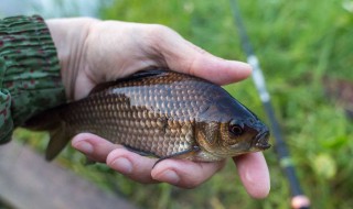 钓鲫鱼用什么钩型最好 作为新手钓友你知道吗
