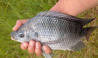 罗非鱼钓法技巧 教你如何正确钓罗非