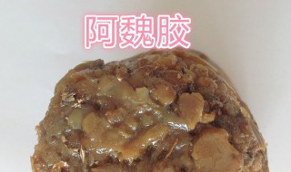 阿魏钓鱼的使用方法 阿魏钓鱼怎么用