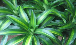 适合室内养的植物花卉 适合室内养的植物花卉有什么