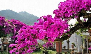 三角梅十一月份怎么样养 过了十一月三角梅养法