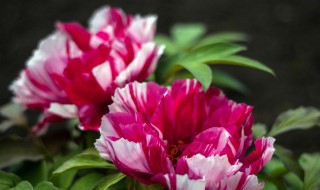 牡丹开花后管理方法 牡丹开花后的管理方法介绍