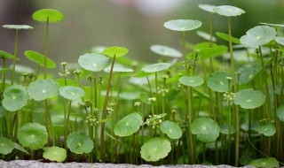 客厅放什么植物旺财 可以试试摆放这三样