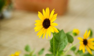 向日葵什么时候播种 向日葵播种时间和养殖方法介绍